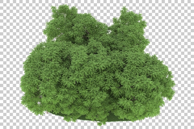 Forest on transparent background. 3d rendering - illustration