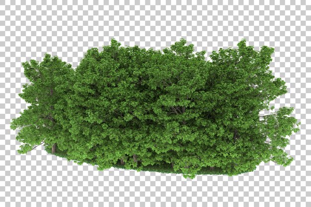 Forest on transparent background. 3d rendering - illustration