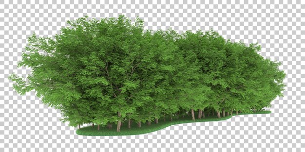 Forest on transparent background. 3d rendering - illustration