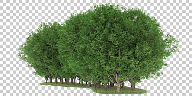 PSD foresta su sfondo trasparente. rendering 3d - illustrazione