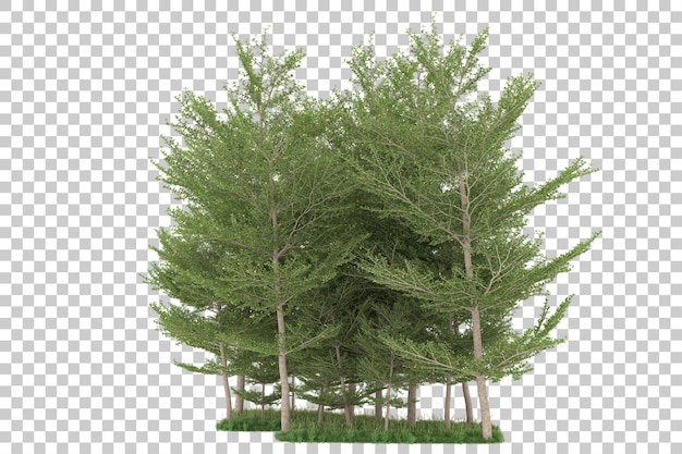 Forest on transparent background. 3d rendering - illustration