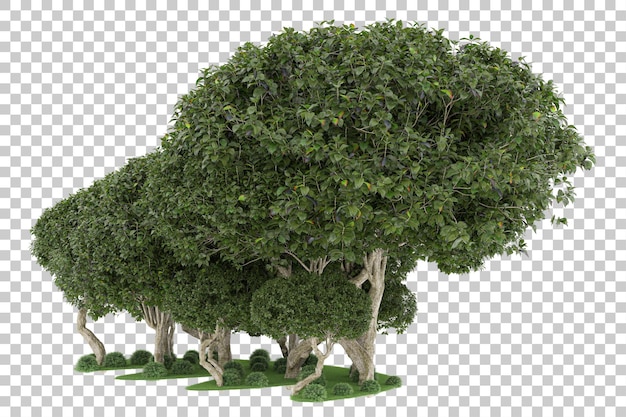 Forest on transparent background. 3d rendering - illustration