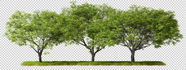 Fila di alberi forestali isolati su sfondi trasparenti rendering 3d