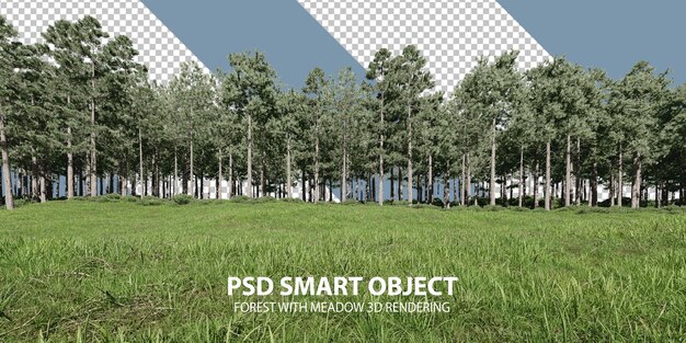 forest with meadow 3d rendering of isolated objects