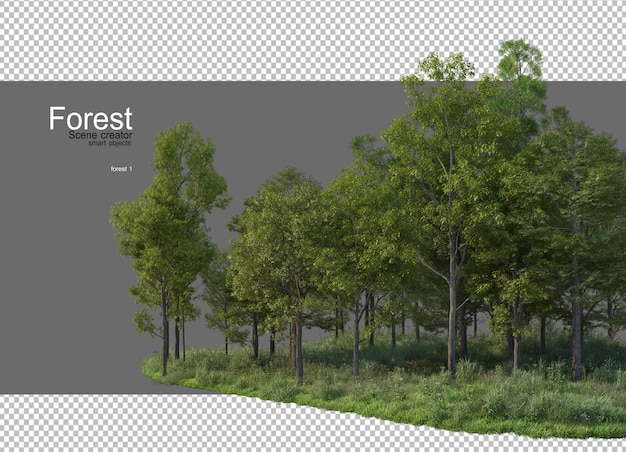 Forests with many trees and plants