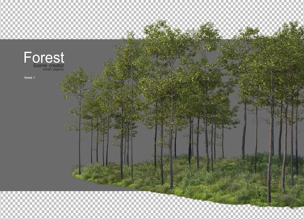 PSD forests with many trees and plants