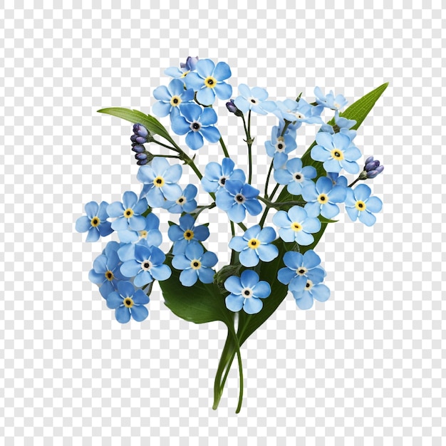 PSD forget me not flower isolated on transparent background