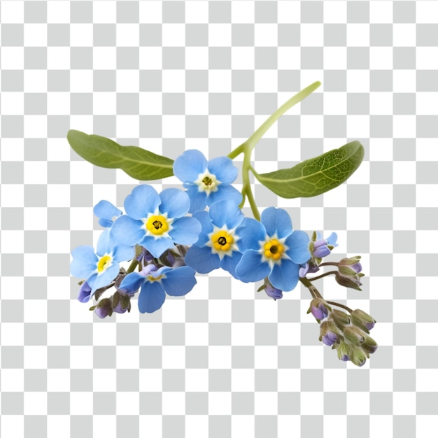 PSD forget me not flowers on transparent background