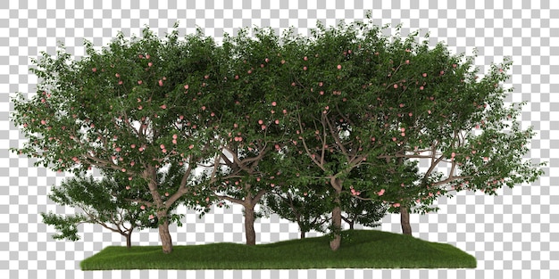 PSD forrest arrangement on transparent background 3d rendering illustration