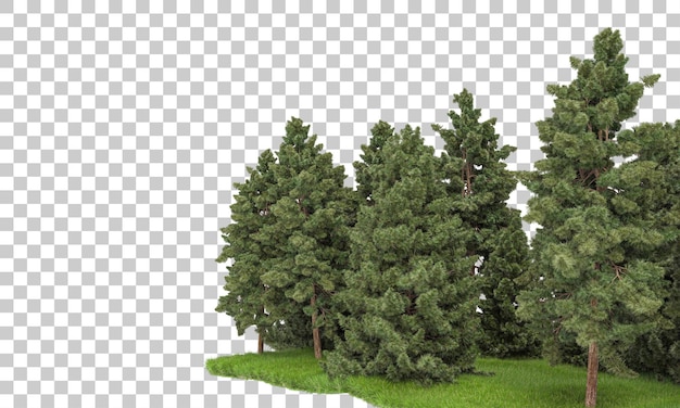 Forrest arrangement on transparent background 3d rendering illustration