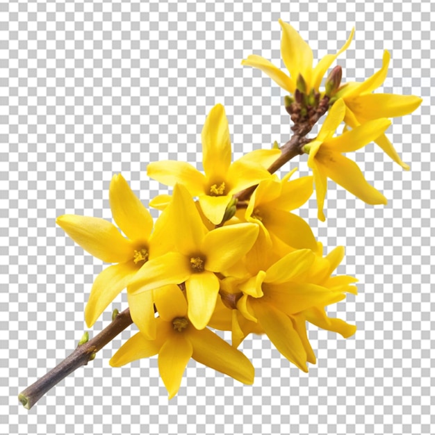 PSD forsythia on transparent background