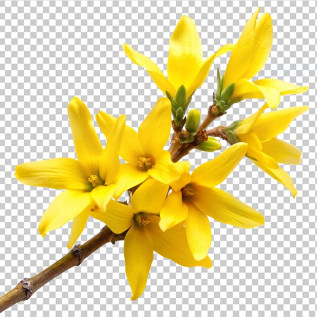 PSD forsythia su sfondo trasparente