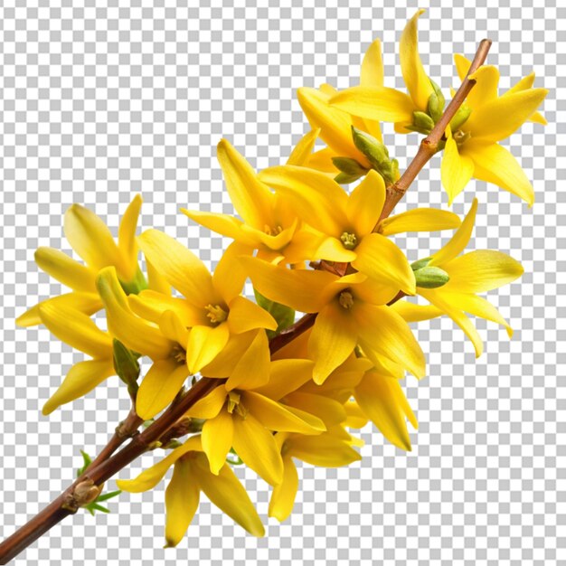 PSD forsythia on transparent background