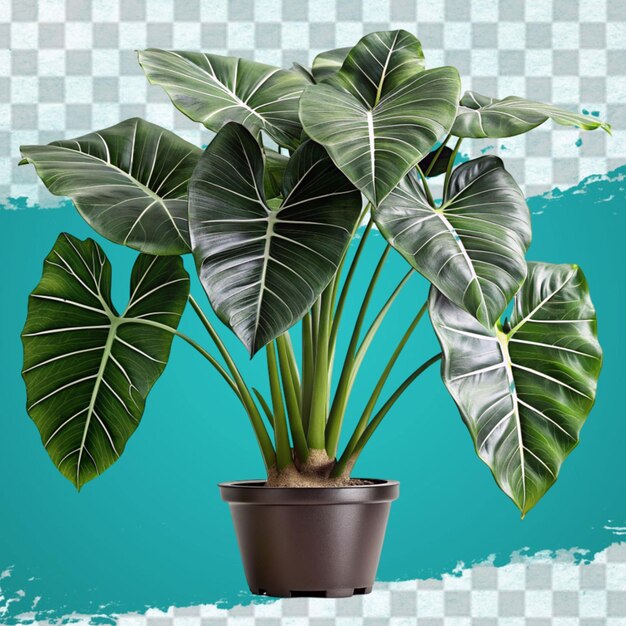 PSD foto monstera plant in een groene pot