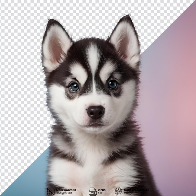 Foto van een schattige husky puppy geïsoleerd