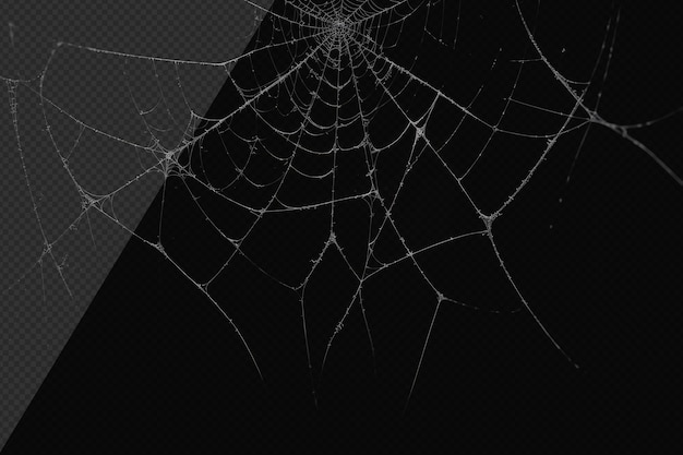PSD fotorealistisch spinnenweb