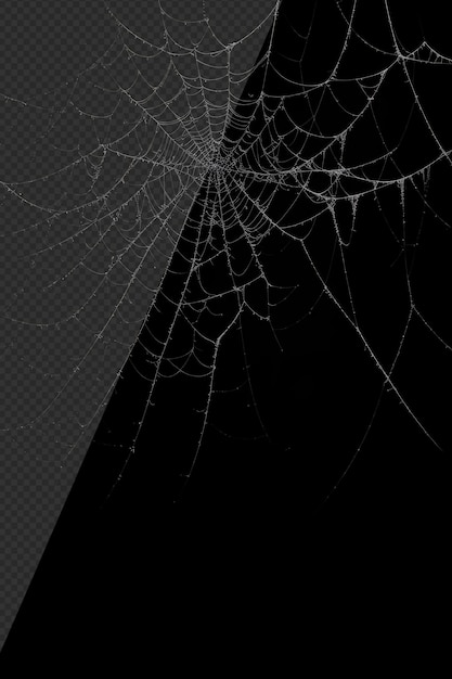 Fotorealistisch spinnenweb