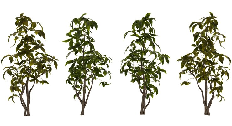 PSD four 3d rendered trees green foliage variations