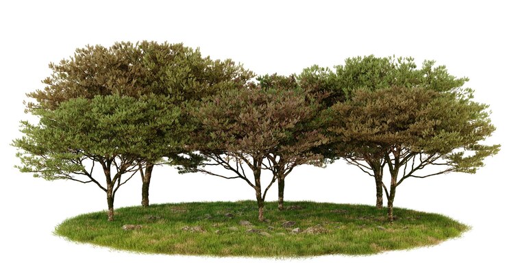 PSD four green trees on a grassy clearing nature environment park woodland