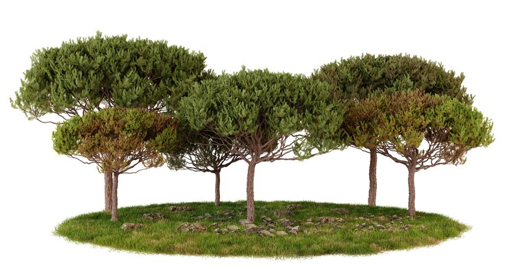 PSD four lush green trees in a cluster isolated on black background