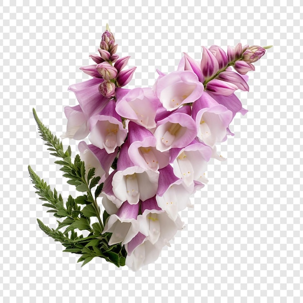 PSD foxglove flower isolated on transparent background