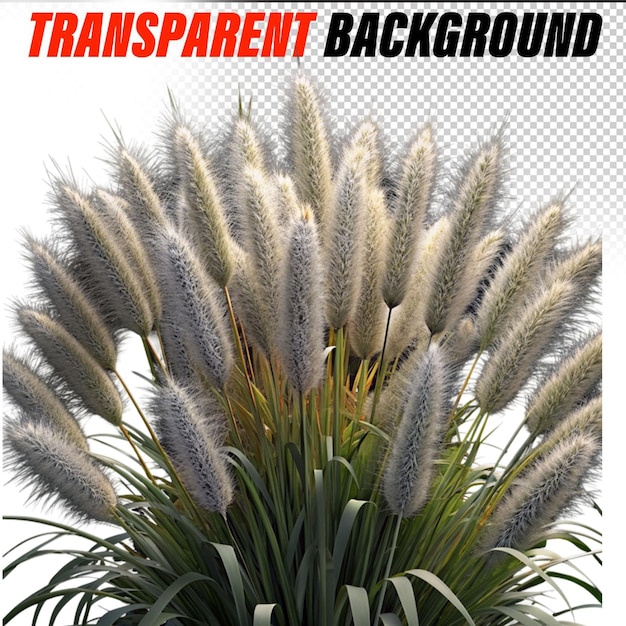 PSD foxtail fountain grass