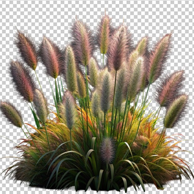 PSD foxtail fountain grass