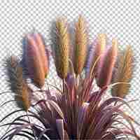 PSD foxtail fountain grass