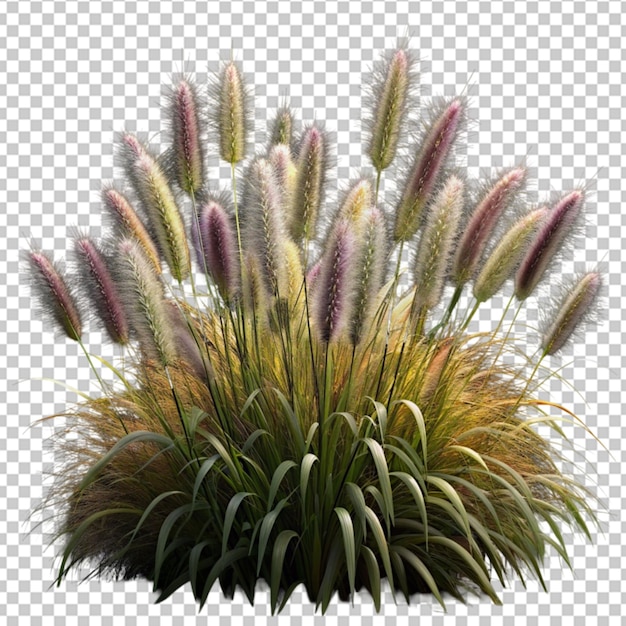 PSD foxtail fountain grass