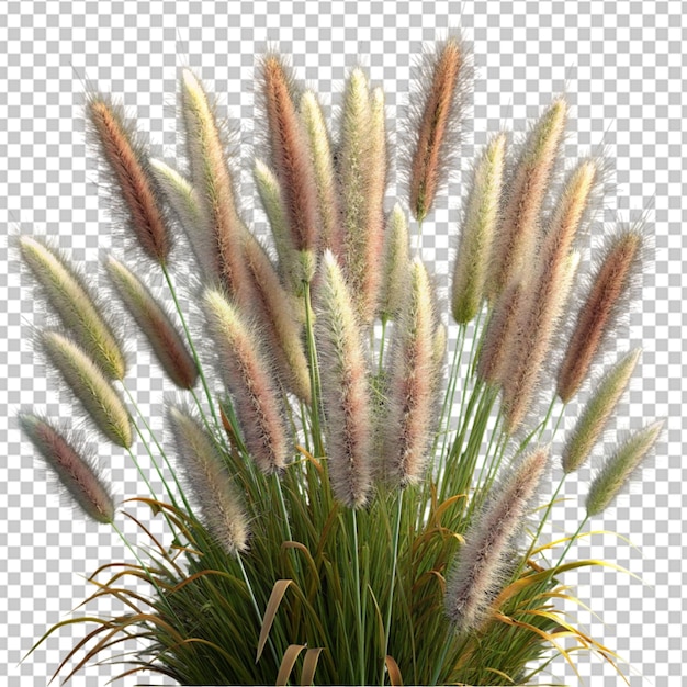 PSD foxtail fountain grass