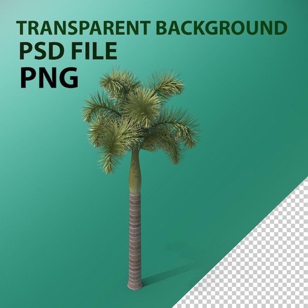 PSD foxtail palm tree png