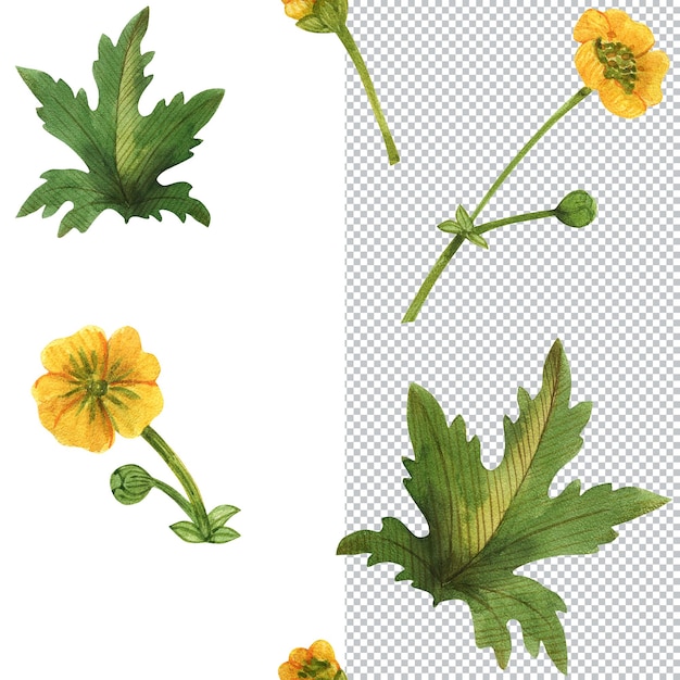 PSD Каркас из растений шотландии. лютик. ботаническая акварельная иллюстрация, рамка для приветствия и приглашения