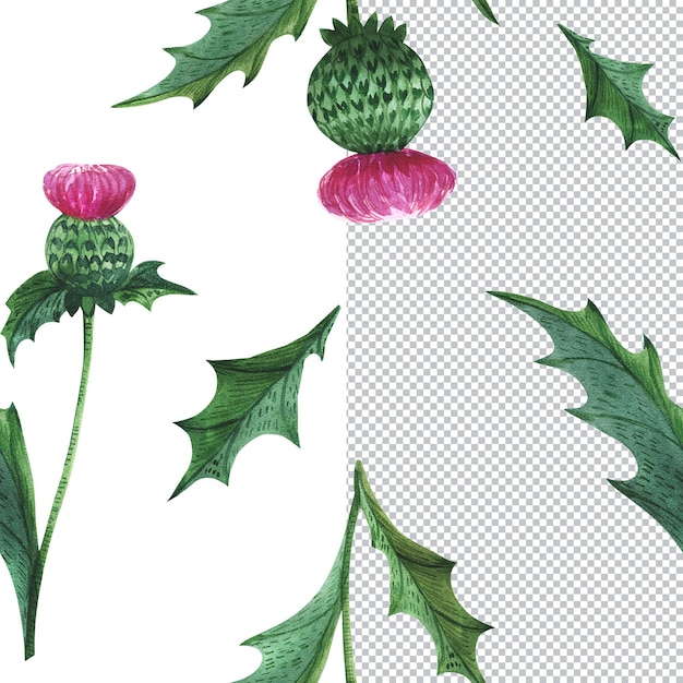 스코틀랜드 식물의 프레임입니다. 엉겅퀴 꽃과 잎. 식물 수채화 그림, 인사말 및 초대장 프레임