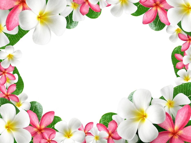 PSD frangipani bloemen frame doorzichtige achtergrond