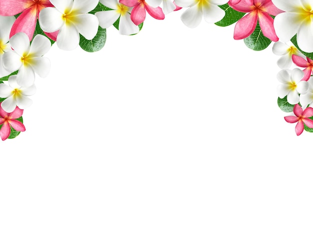 Frangipani flower frame transparent background