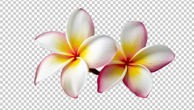 透明な背景に分離されたフランギパニの花