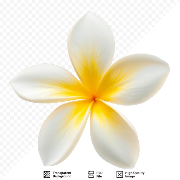 PSD fiore del frangipani isolato su bianco