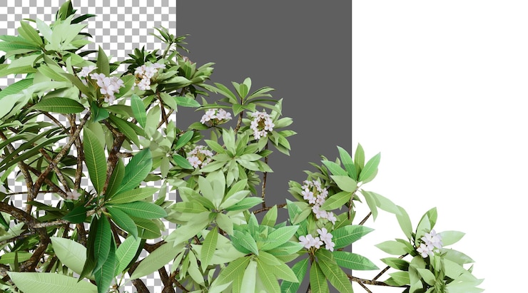 PSD frangipani 花 png 透明的 3d 渲染