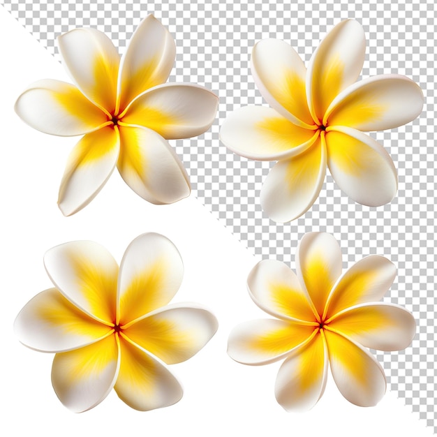 PSD frangipani flowers collection set isolated