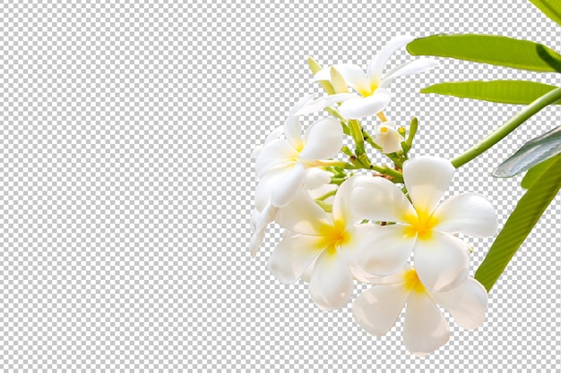 PSD frangipani flowers on isolated transparency background