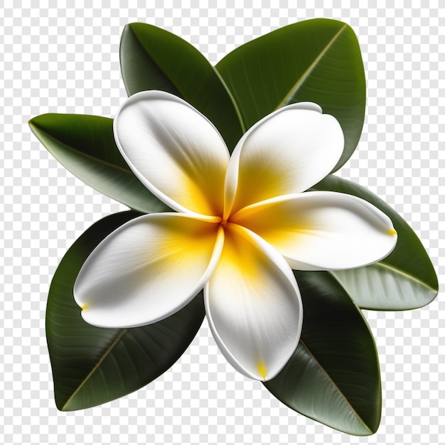 Frangipani of plumeria bloem png geïsoleerd op transparante achtergrond premium psd