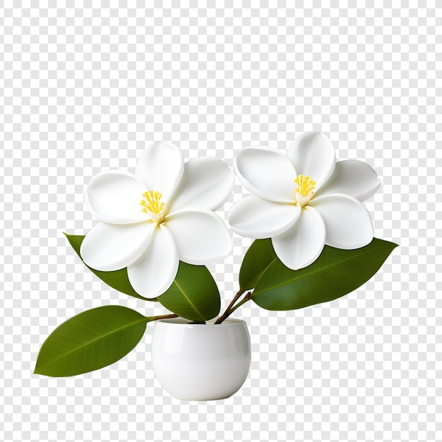 PSD frangipani of plumeria bloem png geïsoleerd op transparante achtergrond premium psd