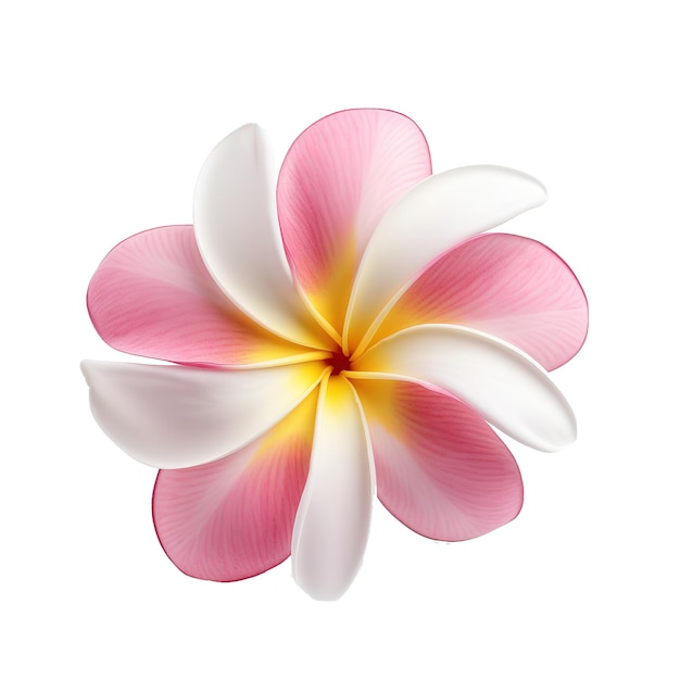 PSD frangipani- of plumeria-bloem