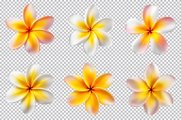 PSD frangipani plumeria bloemen collectie geïsoleerd op transparante achtergrond