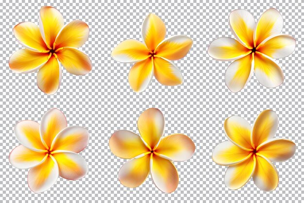 PSD frangipani plumeria bloemen collectie geïsoleerd op transparante achtergrond