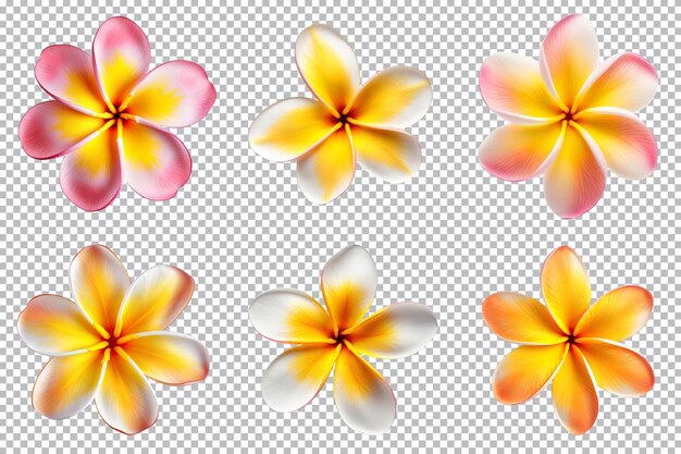 PSD frangipani plumeria flowers collection isolated on transparent background