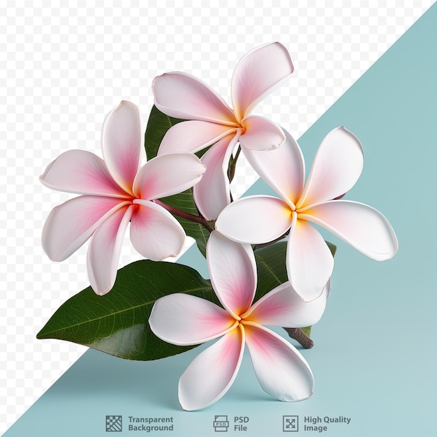 PSD frangipani on transparent background