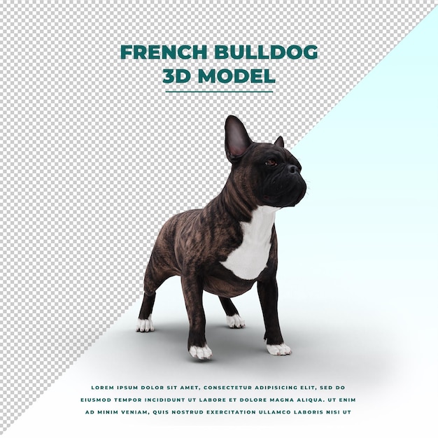 PSD franse bulldog