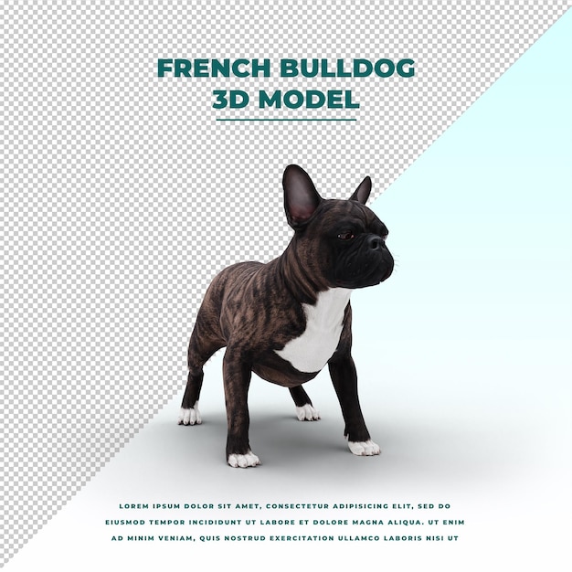 Franse bulldog