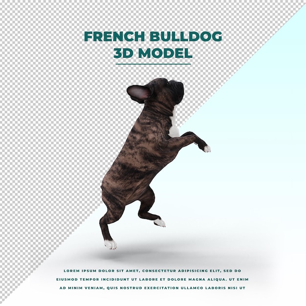 Franse bulldog